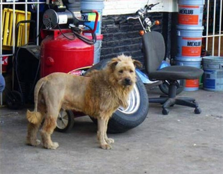 Illustration for article titled Who Keeps A Lion In The Garage!? Wait, What?